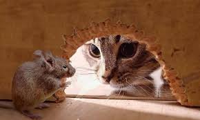 Mèo và chuột